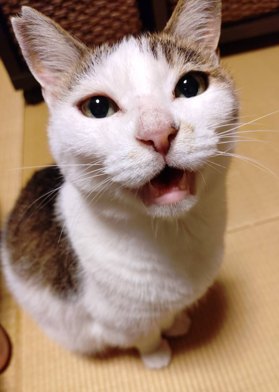 中村（拓）